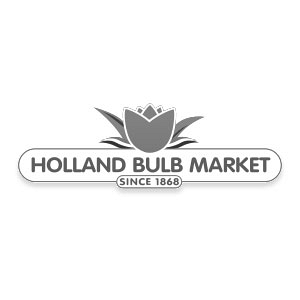 Holland Bulb Market