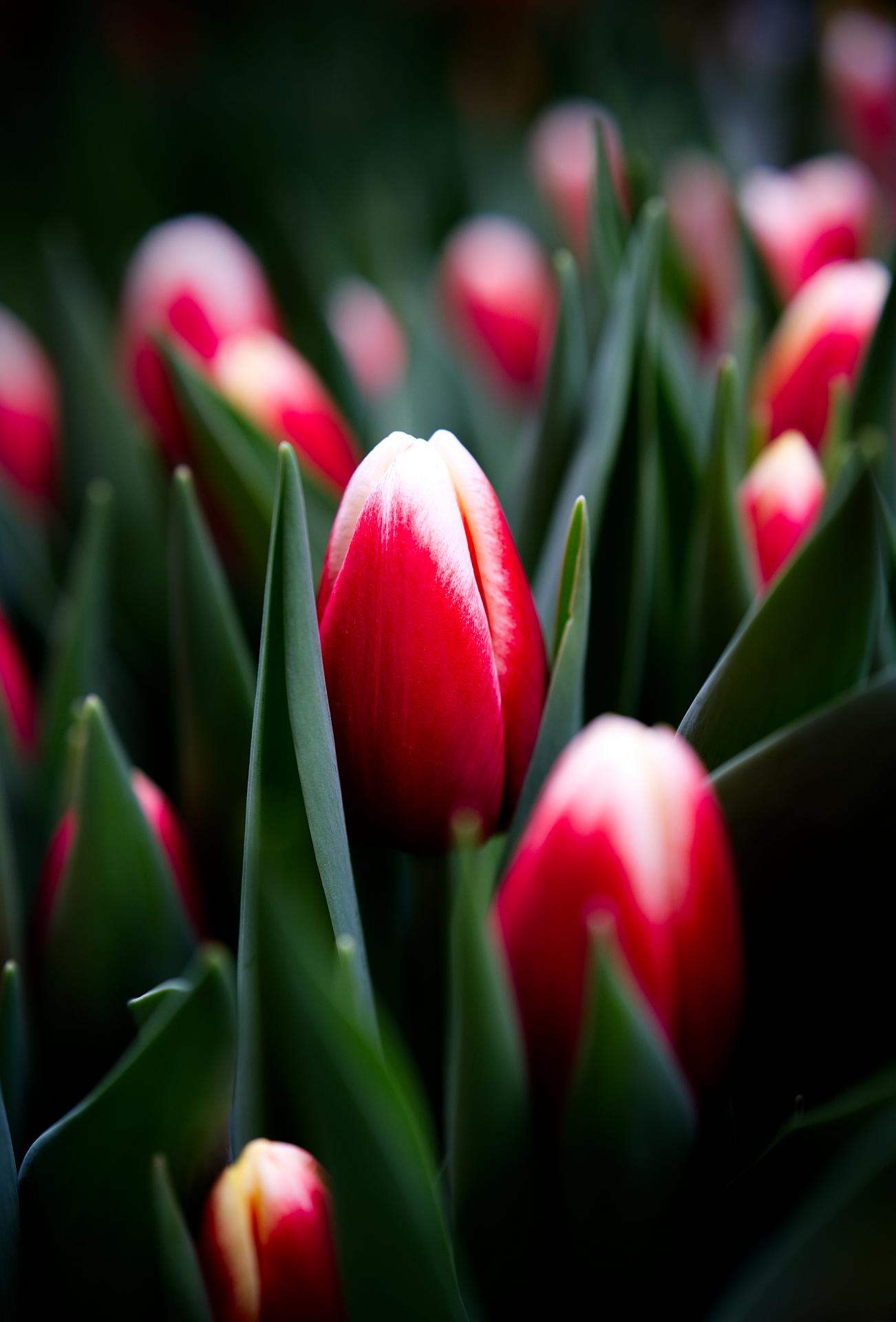 tulp3