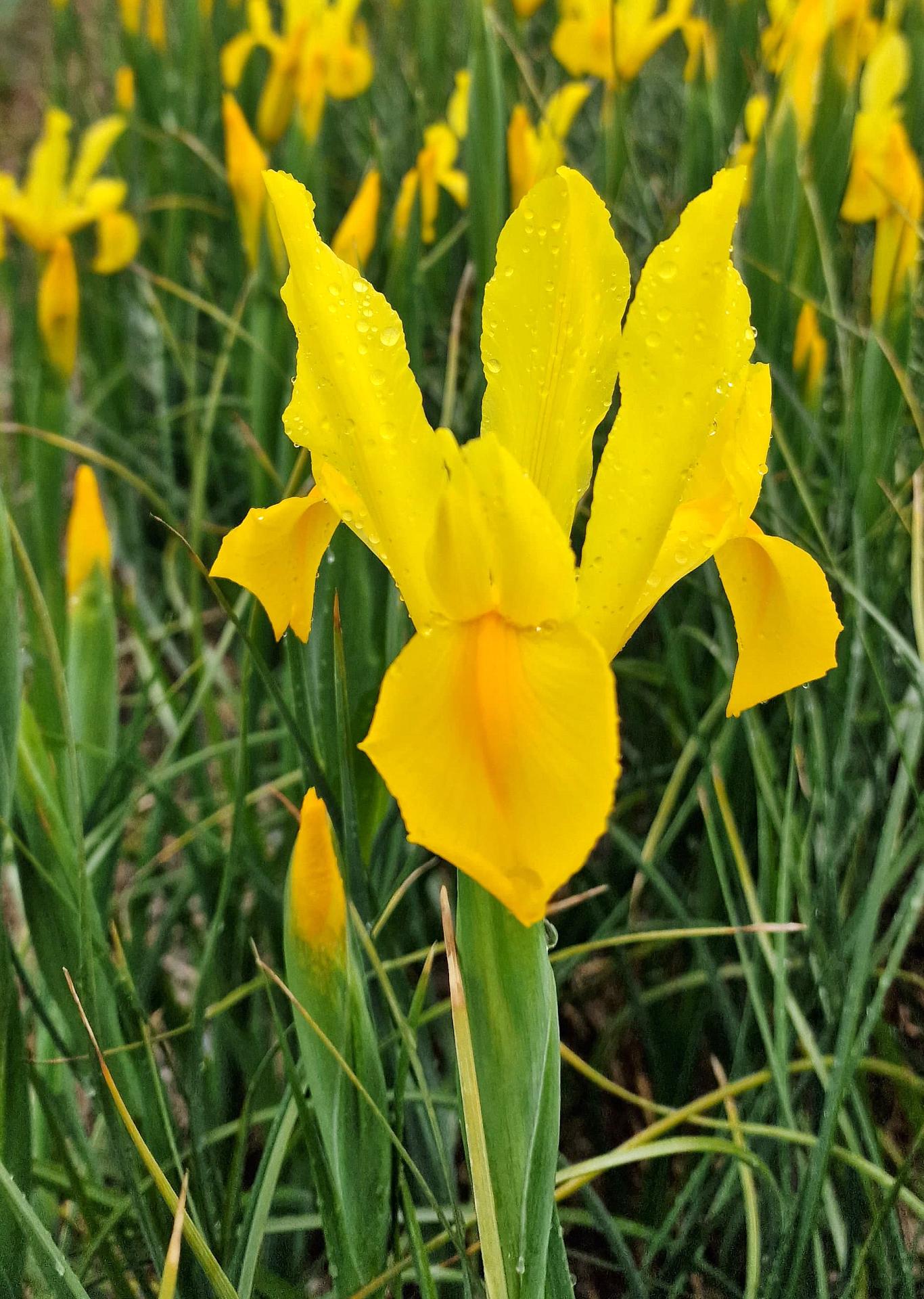 iris huango 1