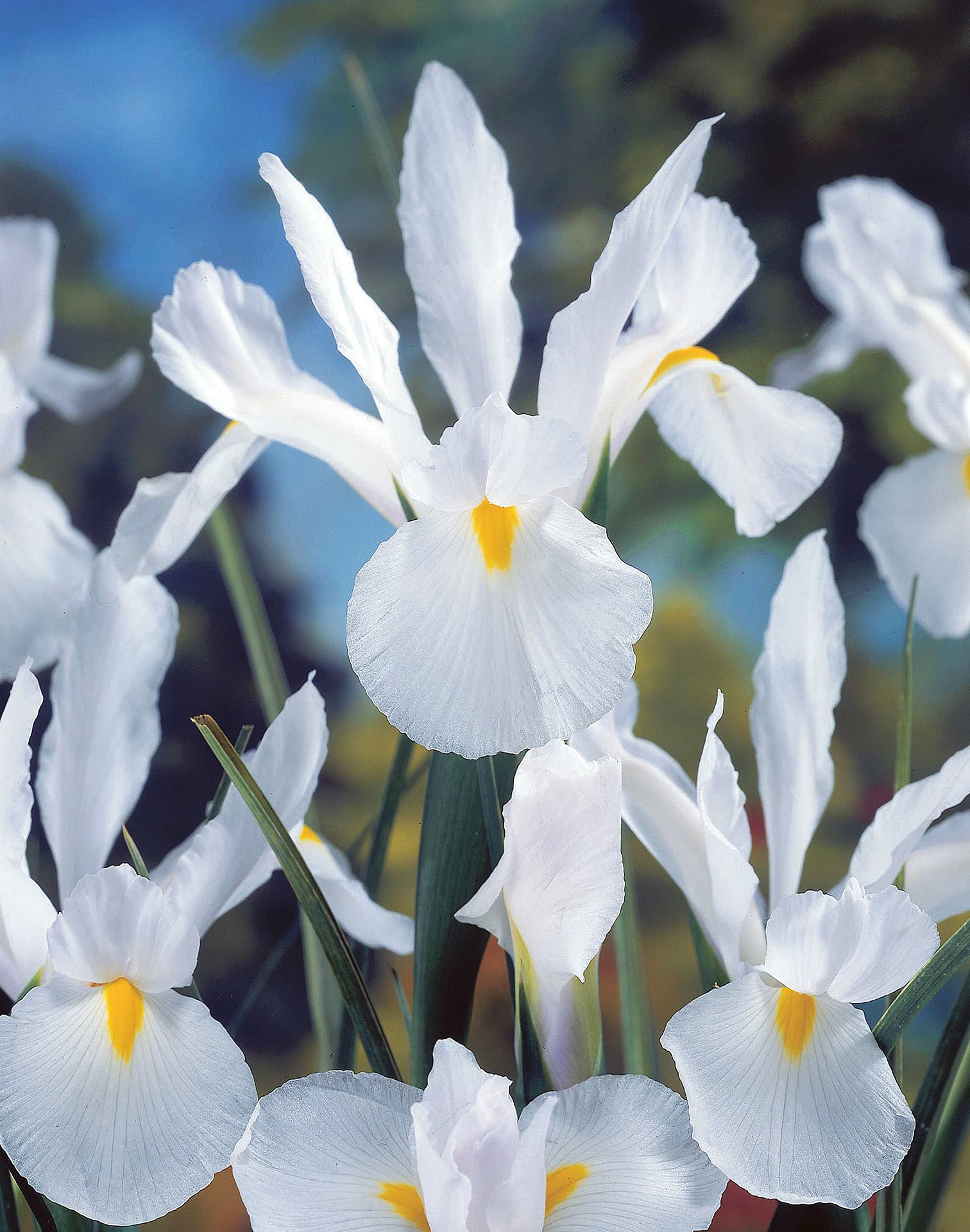iris hollandica mount everest
