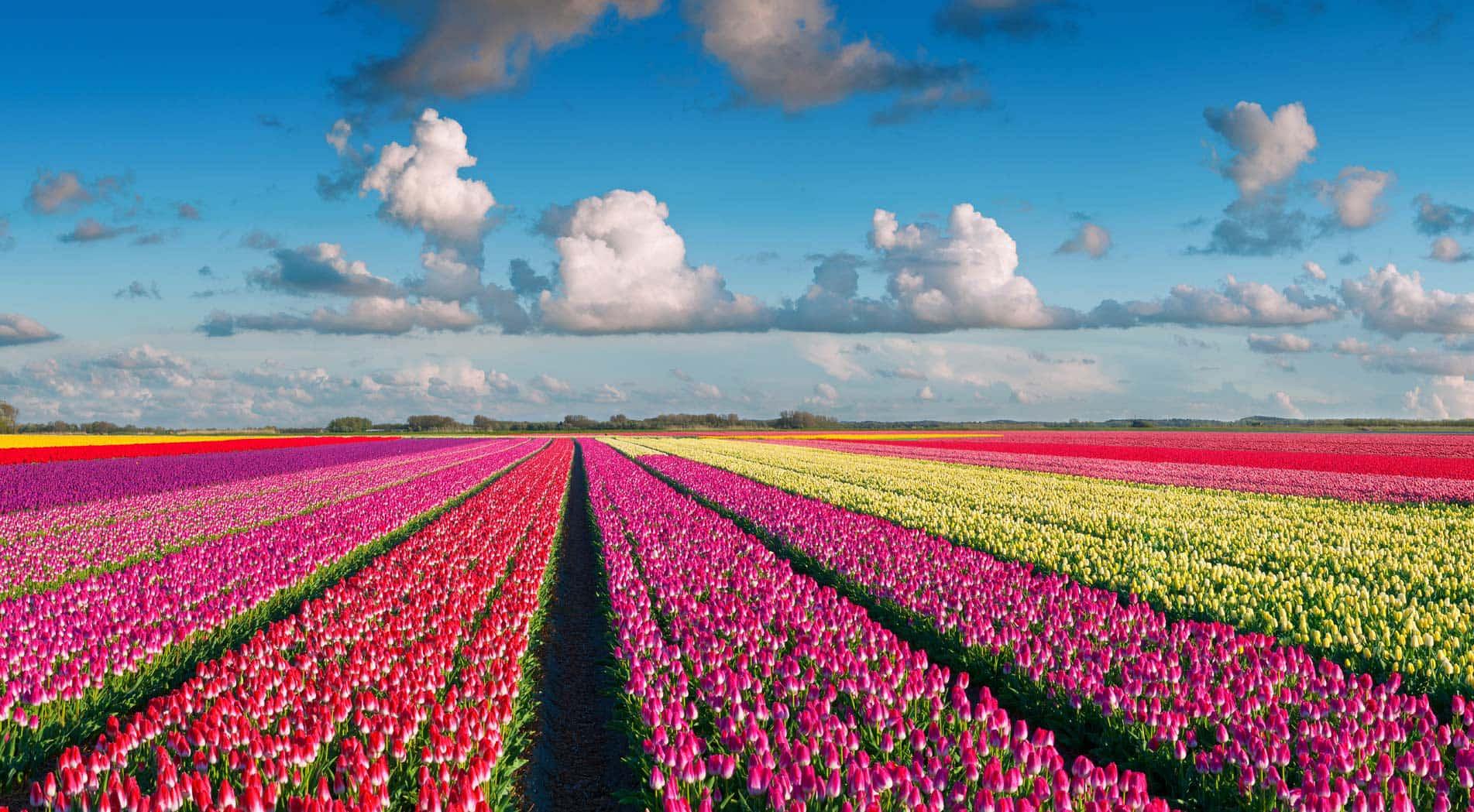 luchtfoto tulpenveld a