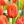 tulipa charade bourbon street 