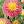 dahlia fringed star