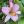 lilium pink planet eigen beeld