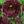 paeonia black beauty 02279