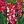gladiolus helvetia wes 69764