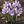 crocus sativus visi94904