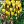 crocus doroty
