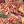 allium ascalonicum red sun elbo44229