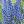 muscari big smile