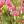 dicentra spectabiles visi147473