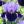iris germanica purple lila visi23960