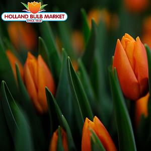 Photo Tulips Growing