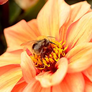 221216 dahlia orange