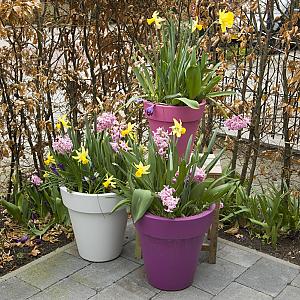 219938 hyacinthus  narcissus  crocus mixed