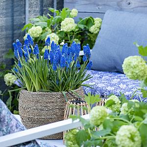 250892 muscari blue
