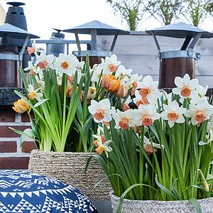 250898 narcissus  tulipa mixed