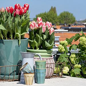 250914 tulipa mixed
