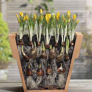 27598 hyacinth flowerbulbs