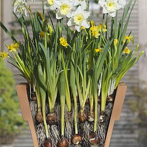 27600 hyacinth flowerbulbs