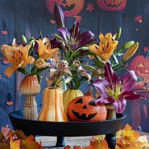 252453 lily lilium mixed