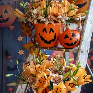 252462 lily lilium orange