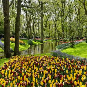 Image landscaping market