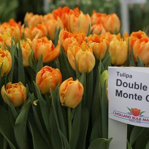 Photo Professional Growing Market