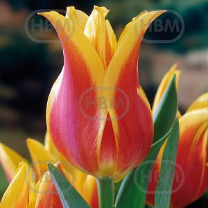 tulipa ballade dream
