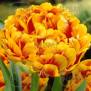 tulipa sunlover thule exotic enkel 