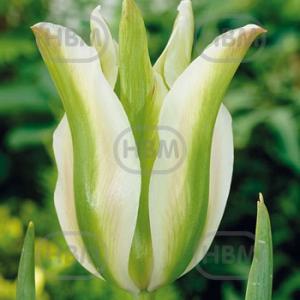 tulipa white spring green