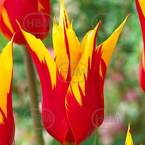 tulipa firework