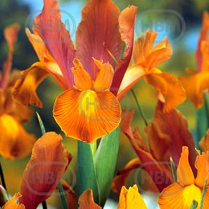 iris hollandica bronze beauty elbo18795