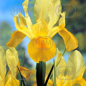 iris hollandica symphony elbo21835