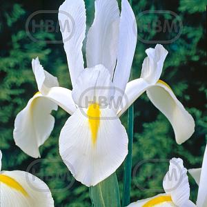 iris hollandica white excelsior elbo02597