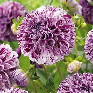 dahlia ball marble ball