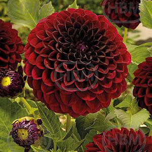 dahlia ball natal