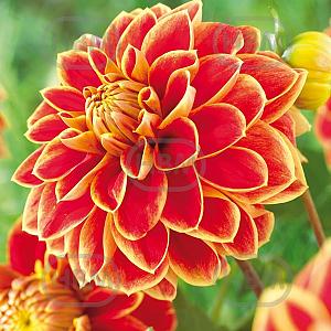dahlia decorative maxime