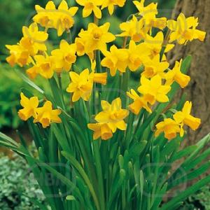 narcis tete a tete