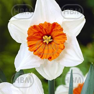 narcissus barrett browning visi03779