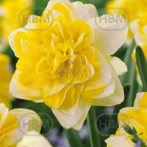 narcissus sweet pomponette