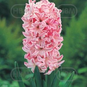 hyacinthus fondant