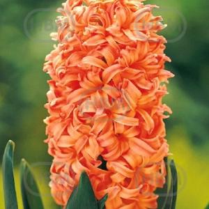 hyacinthus gipsy queen