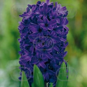 hyacinthus peter stuyvesant