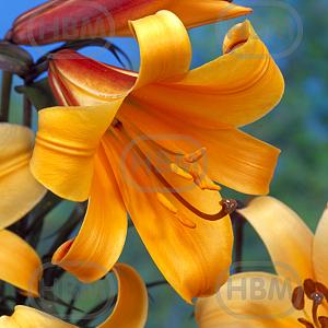 lilium african queen vima09754
