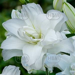 lilium lotus pure