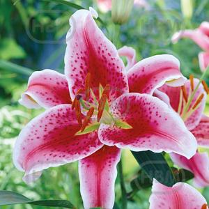 lilium stargazer 2 