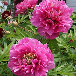 paeonia belle toulousaine