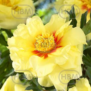 paeonia itoh bartzella visi61358