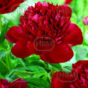 paeonia red charm vis 105005